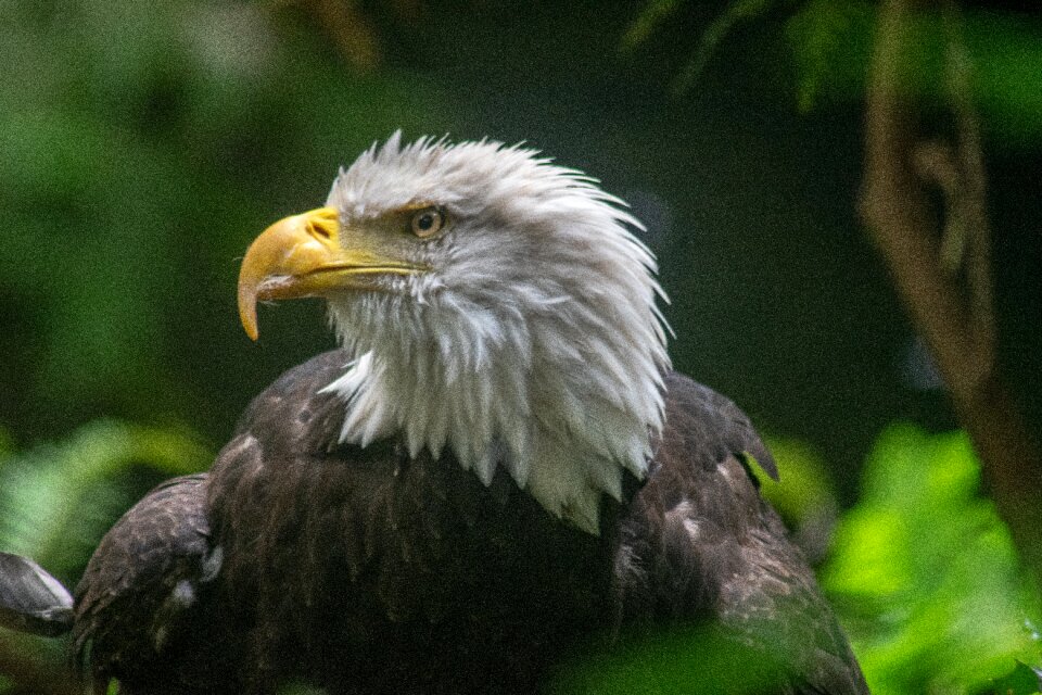 Bird america freedom