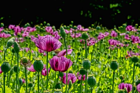 Field of poppies poppy thriving mohnfeld photo