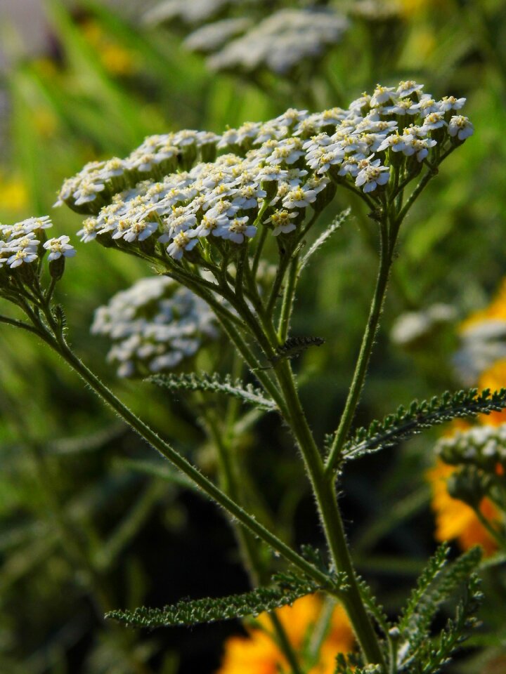 Medicinal plant herb meadow flowers