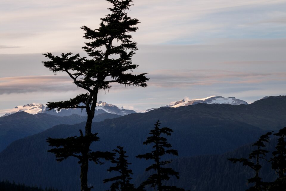 Fir tree mountains mountain landscape photo