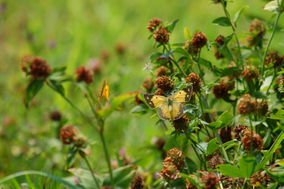 Nature flower outdoors