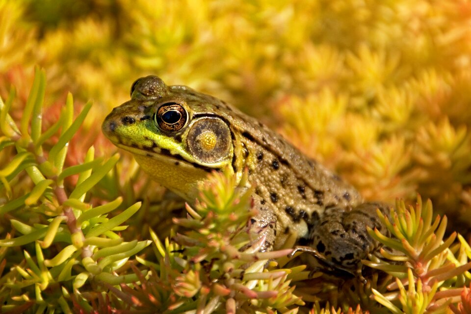 Frog amphibian bullfrog