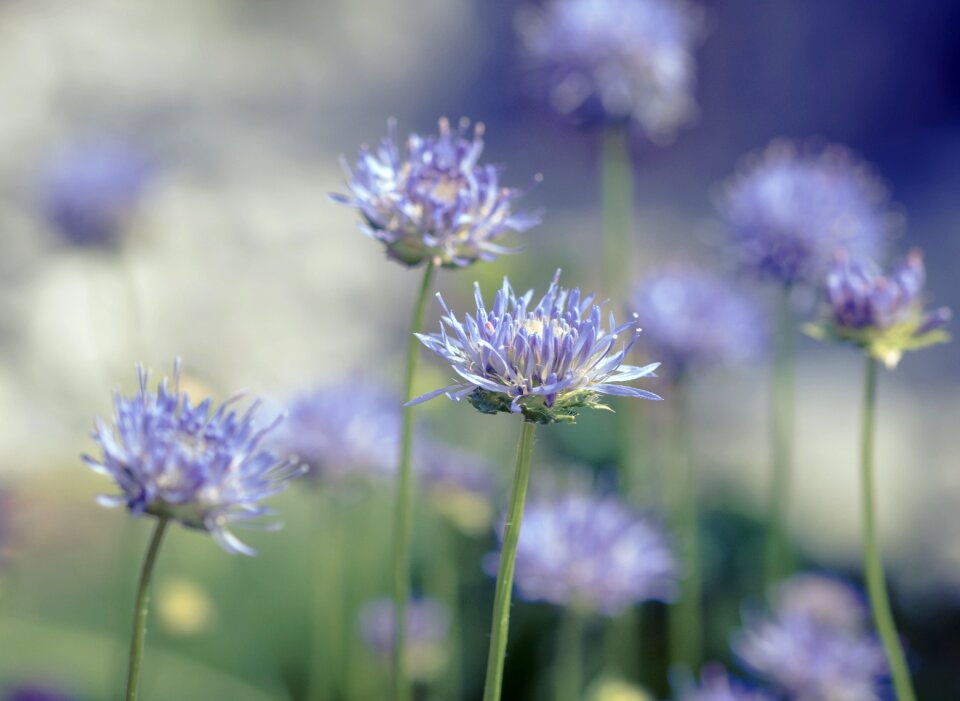 Summer nature flower garden