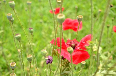 Blossom plant nature