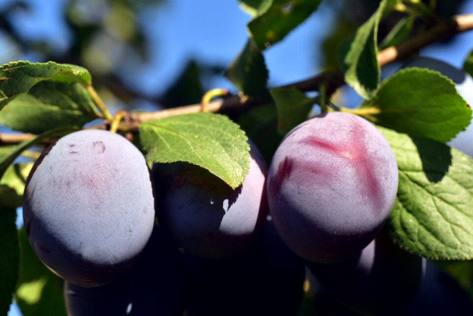 Fruit fruit tree tree