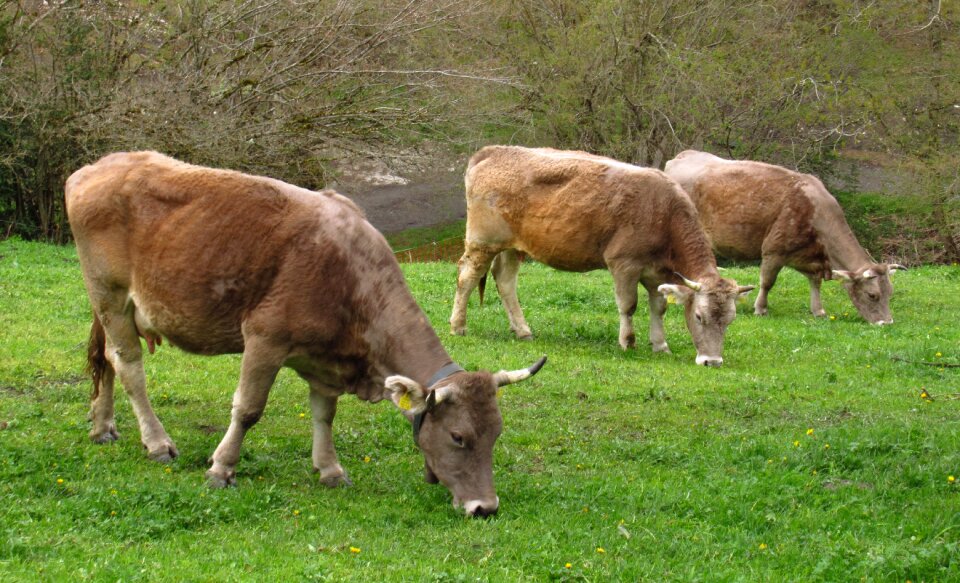 Nature cattle agriculture