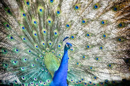 Plumage feather color