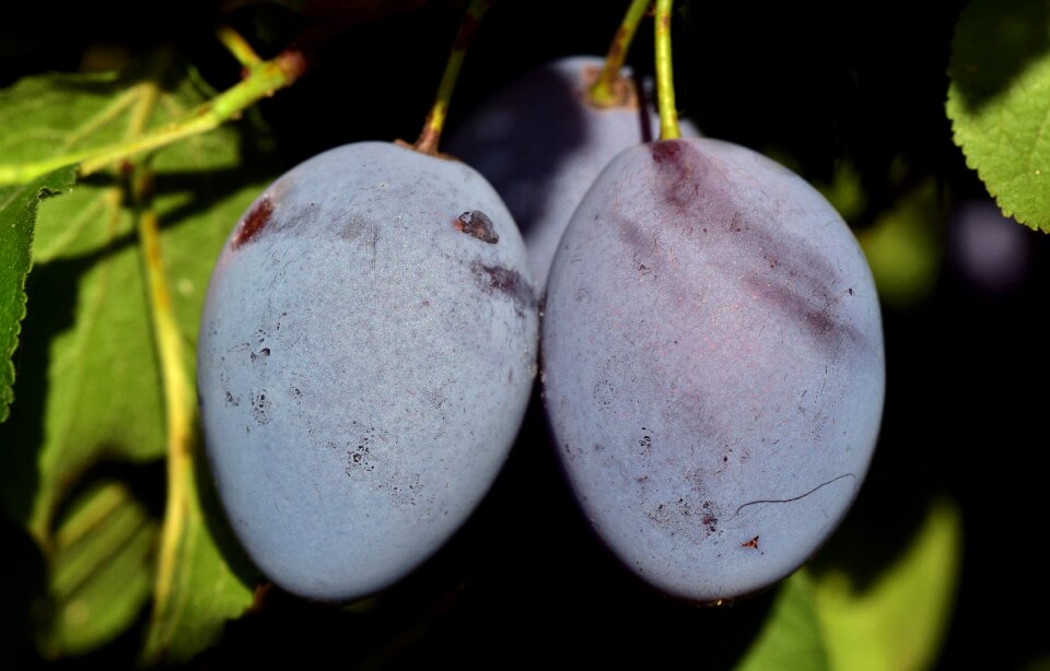 Fruit fruit tree tree