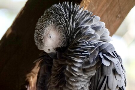 Exotic head grey