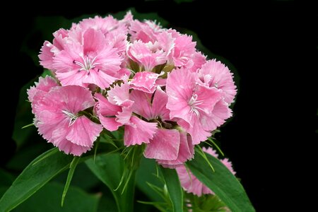 Nature blooming summer