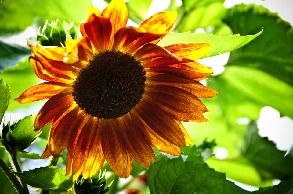 Flower yellow green sunflower