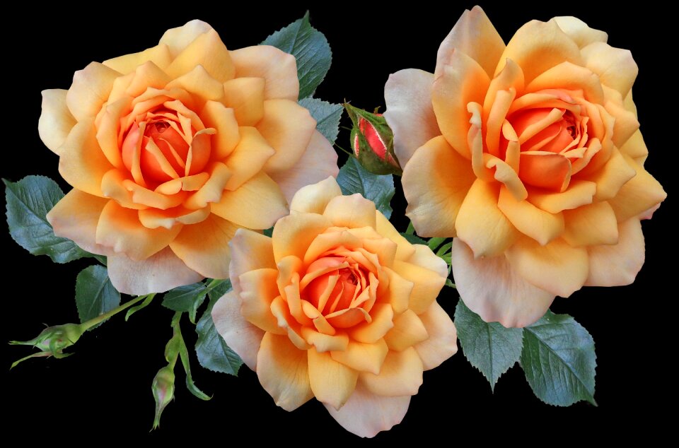 Fragrant garden nature