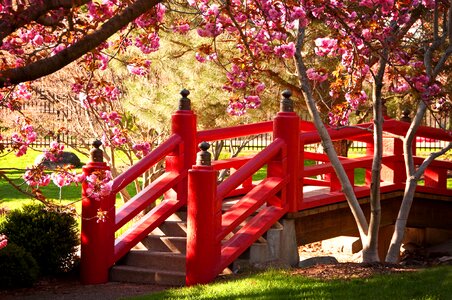 Red flowers garden