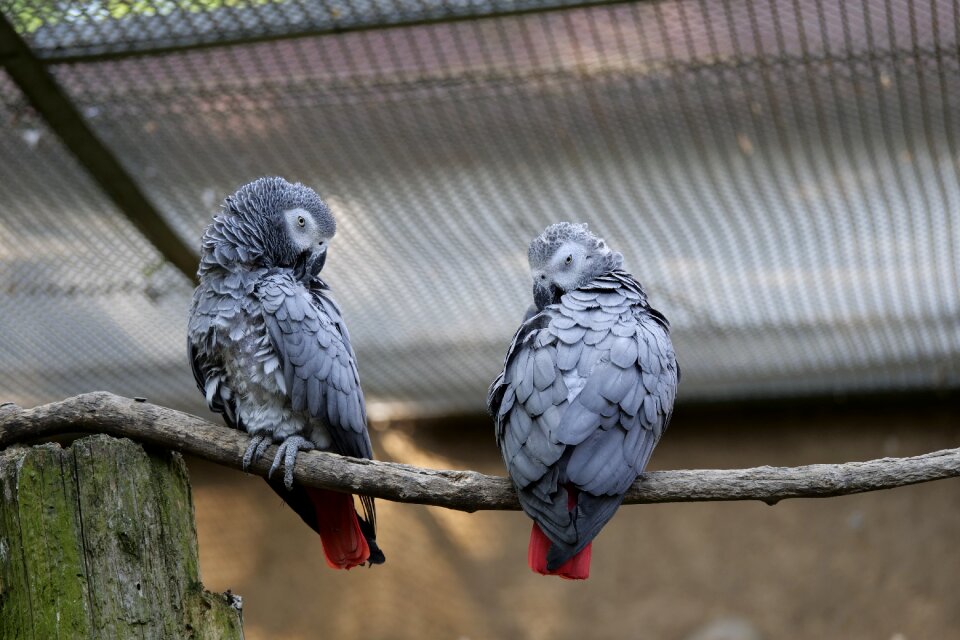 Grey animal world bird couple