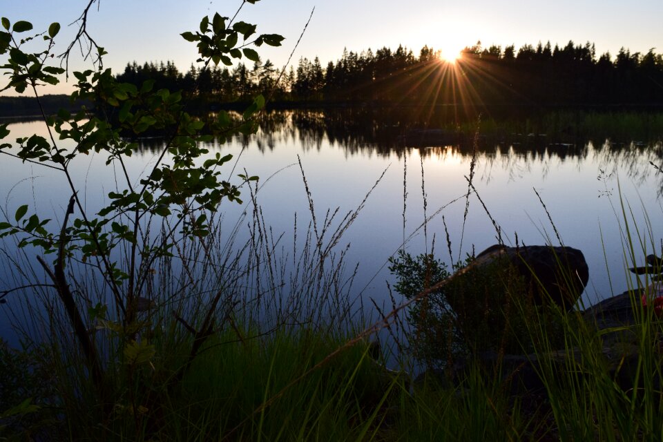 Forest solar nature