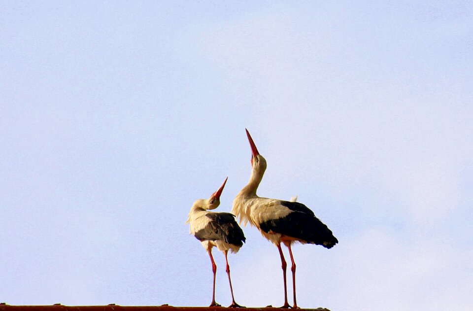 Stork para klekot stork