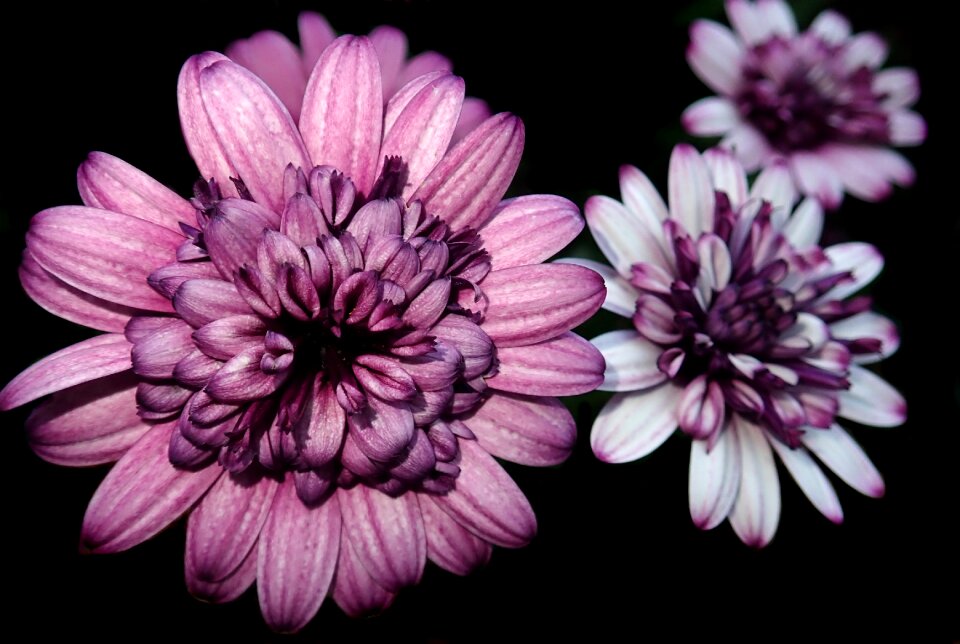Flowers garden nature