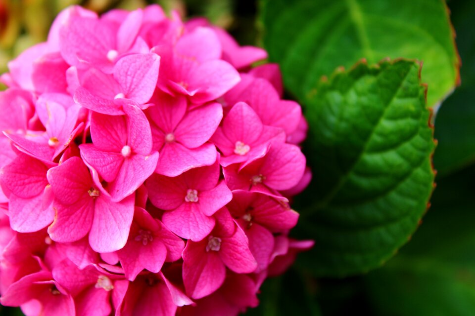 Blossom bloom pink