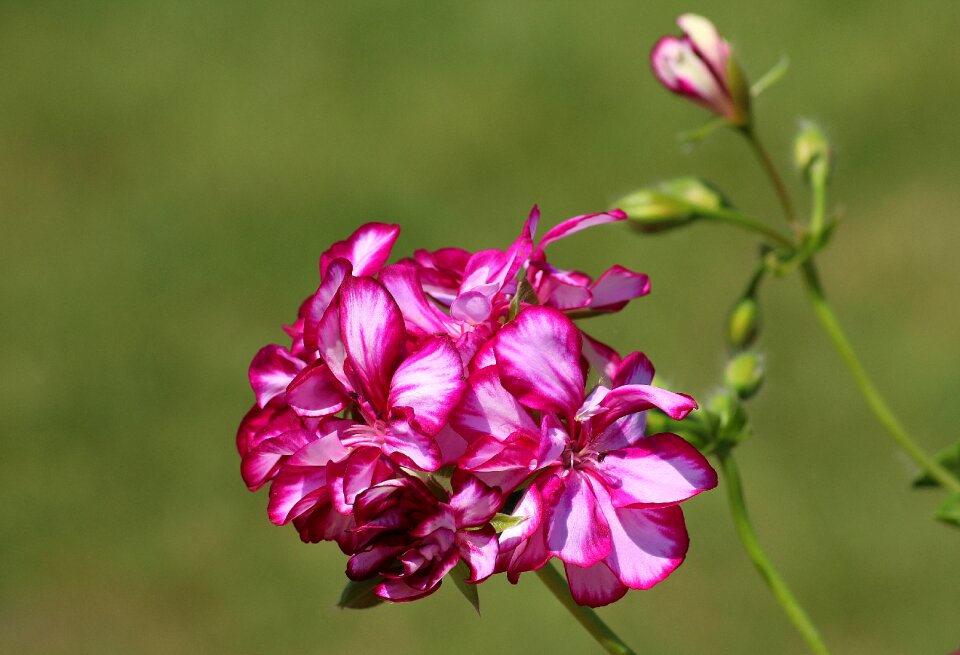 Spring flowering full bloom