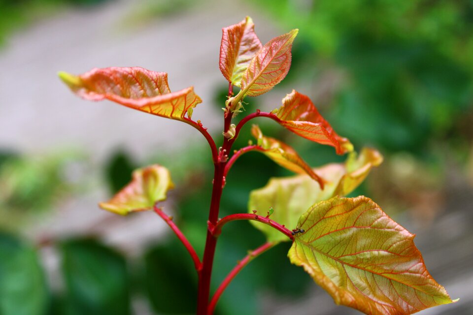 Fruit tree nature moisture