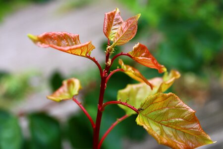 Fruit tree nature moisture