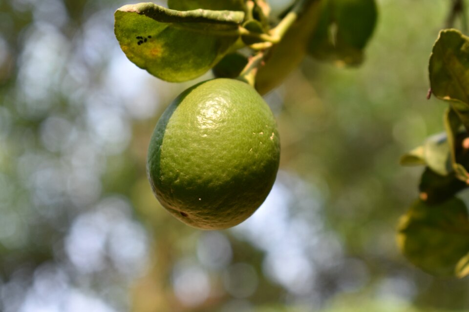 Food healthy lemons