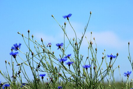 Blue flowers flowers fields photo