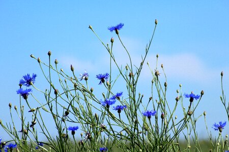 Blue flowers flowers fields