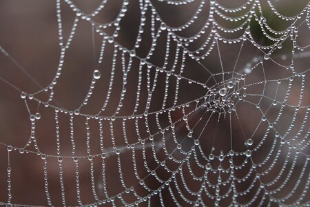Dew dewdrop nature