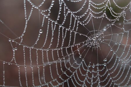 Dew dewdrop nature photo