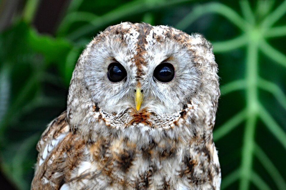 Owl birds of prey bird