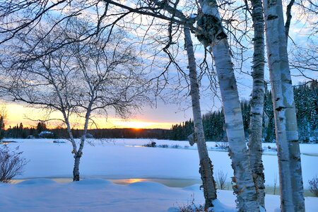 Birch white sunset photo