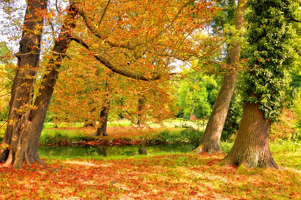 Leaves autumn beginning autumn