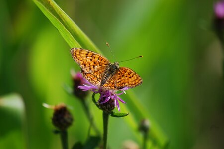 Summer insect outdoors photo