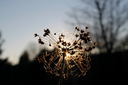 Sun sky nature