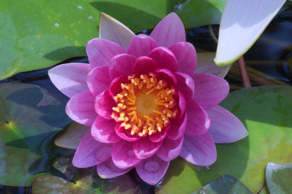 Lily flower pond