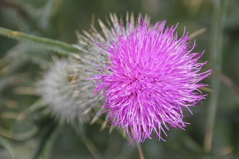 Flower thistle purple
