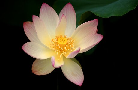 Light racing summer flowers