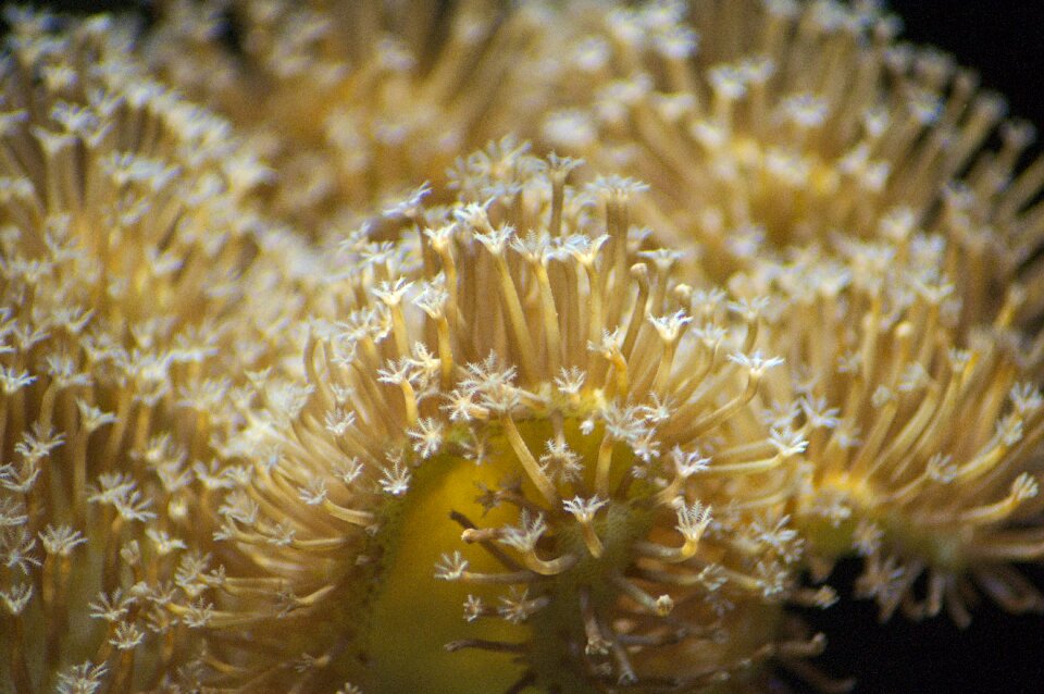 Coral toadstool saltwater