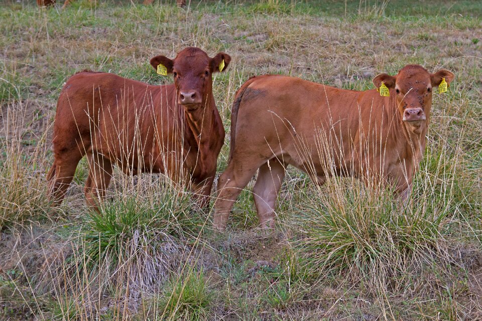 The lack of feed heat lack of water