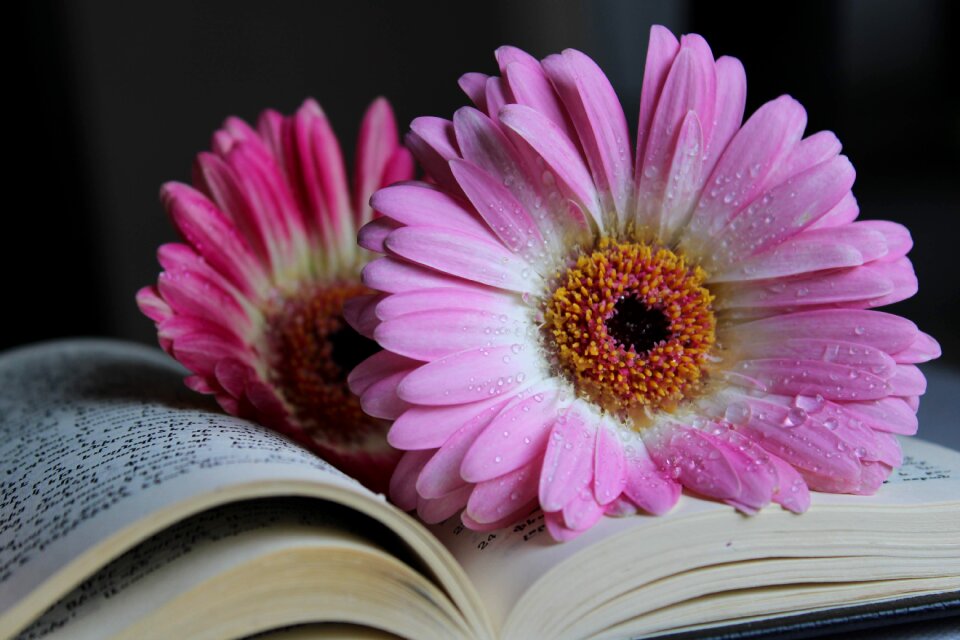 Water drop macro book