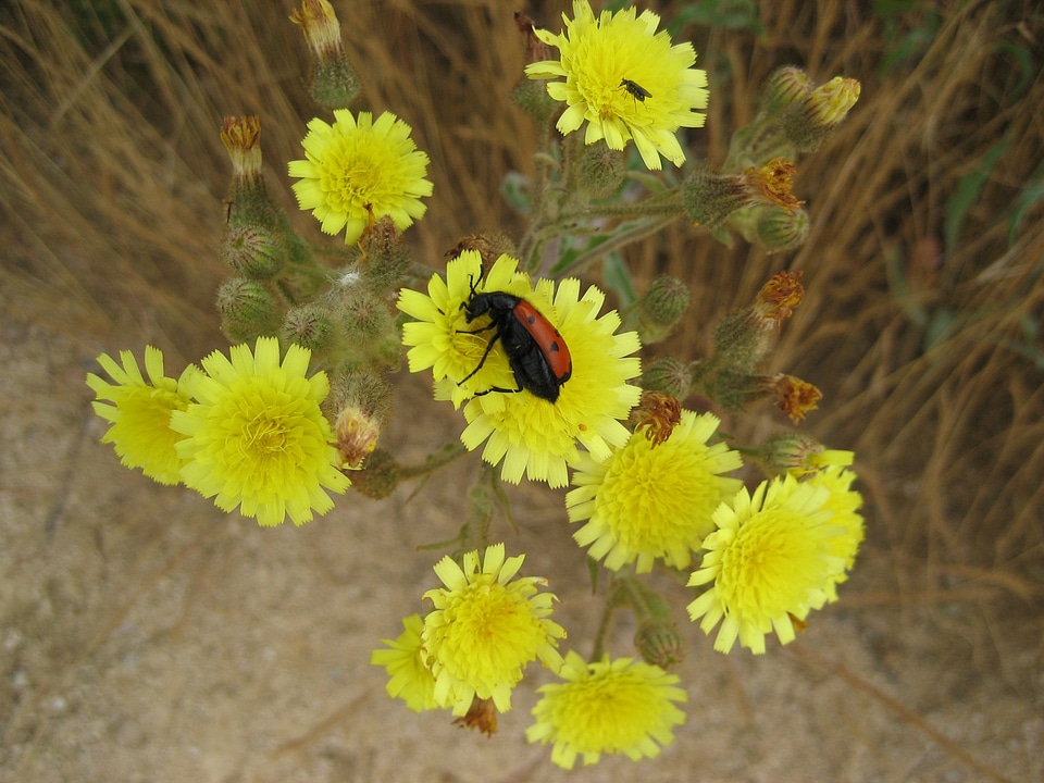 Flower insect kblume yellow