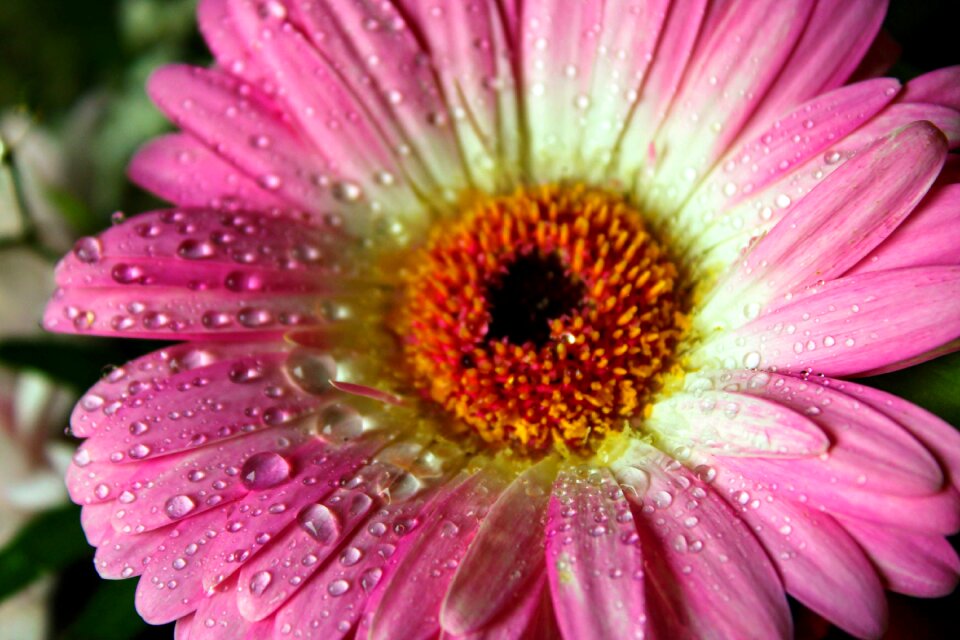 Water drop macro pink