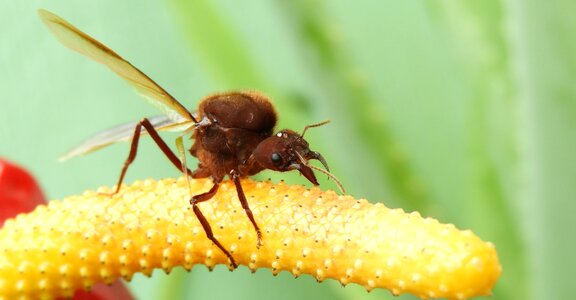 Garden wasp colombia