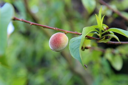 Fishing young fishing fruit tree