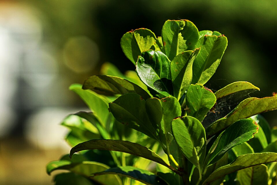 Growth nature green