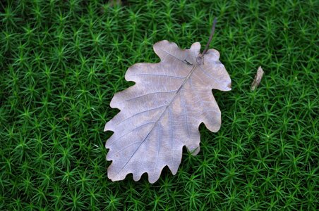 Fall tree wood