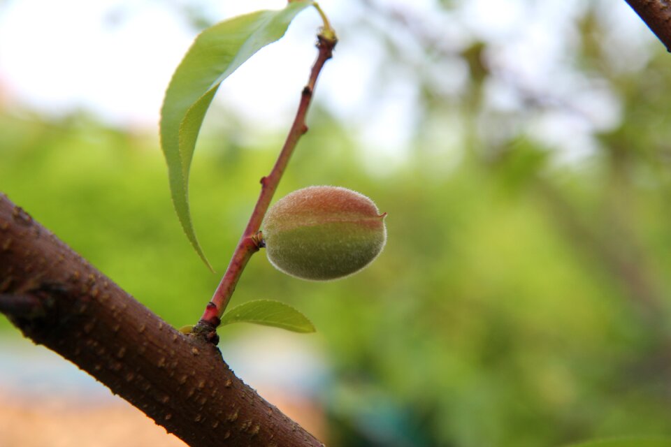 Fishing young fishing fruit tree