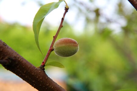 Fishing young fishing fruit tree