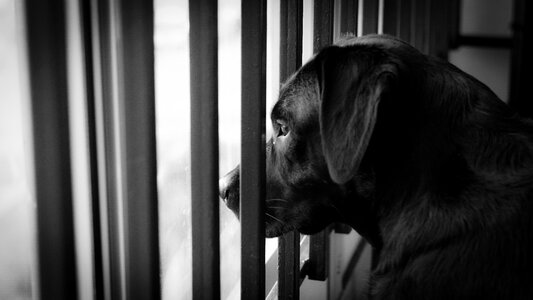 Black and white puppy animals